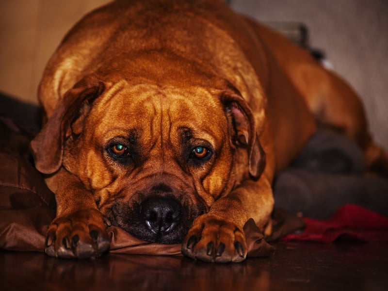You'll neded a spare £27,028 of you opt for a Boerboel - including a hefty £1,730 a year on food alone.