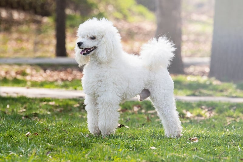 Poodles need to have their fur kept neat, and so cost a significant £376 a year when it comes to grooming. Combined with an upfront cost of £1,155, they cost a total of £23,289.