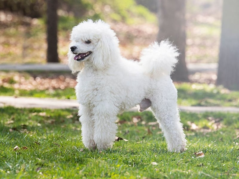 Poodles need to have their fur kept neat, and so cost a significant £376 a year when it comes to grooming. Combined with an upfront cost of £1,155, they cost a total of £23,289.