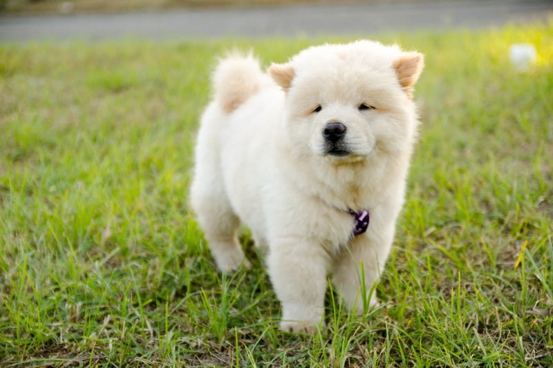 It costs a wallet-busting average of £2,663 to buy a Chow Chow puppy, and £569 a year to feed them. In total ownership of thses beautiful dogs costs £22,611.
