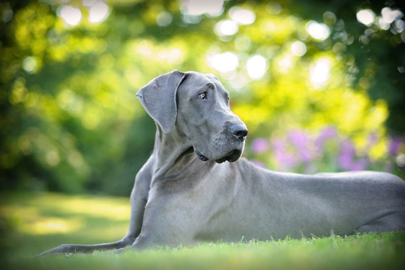 A Great Dane costs an average of £1,744 to buy and they have a great appetite - costing £1,248 to feed each year. Expect to spend around £19,436 over the life of this gentle giant.