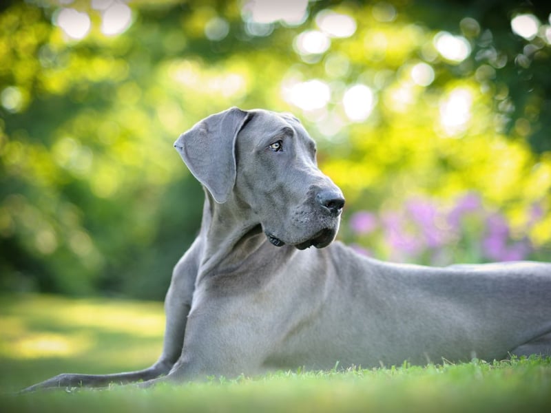 A Great Dane costs an average of £1,744 to buy and they have a great appetite - costing £1,248 to feed each year. Expect to spend around £19,436 over the life of this gentle giant.