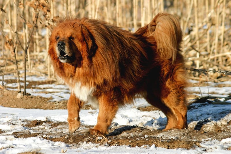 Taking top place as the most expensive dog breed analysed is the Tibetan Mastiff costing a staggering £31,530 on average across their 13-year life span. Tibetan Mastiffs are an overall affectionate family dog breed, but one of the most expensive to buy as a puppy, costing an average of £2,333. Their food costs are also particularly pricey, costing on average £1,079 per annum.