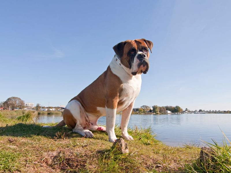 Costing an above average of £600 a year to insure and £832 a year to feed, you'll spend an average of £20,368 over the course of an American Bulldog's life.
