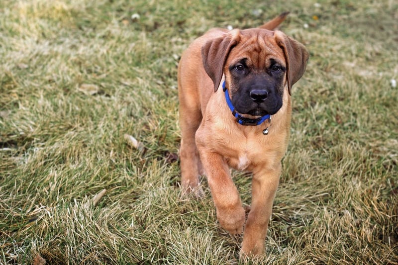 The Mastiff, also known as the English Mastiff, comes in as the third most expensive dog breed costing £27,330 over the span of its 11-year lifespan. One of the most ancient dog breeds, Mastiffs cost on average around £1,525 to buy and weigh in at around 71kg, meaning that their food does not come cheap, costing a whopping £1,549 per annum. A massive benefit to this breed however is that they don’t require professional grooming.