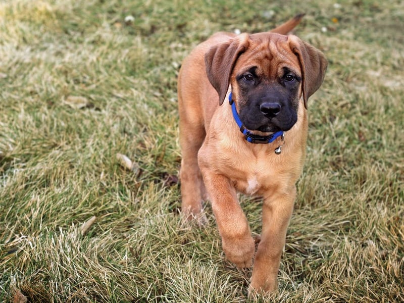 The Mastiff, also known as the English Mastiff, comes in as the third most expensive dog breed costing £27,330 over the span of its 11-year lifespan. One of the most ancient dog breeds, Mastiffs cost on average around £1,525 to buy and weigh in at around 71kg, meaning that their food does not come cheap, costing a whopping £1,549 per annum. A massive benefit to this breed however is that they don’t require professional grooming.