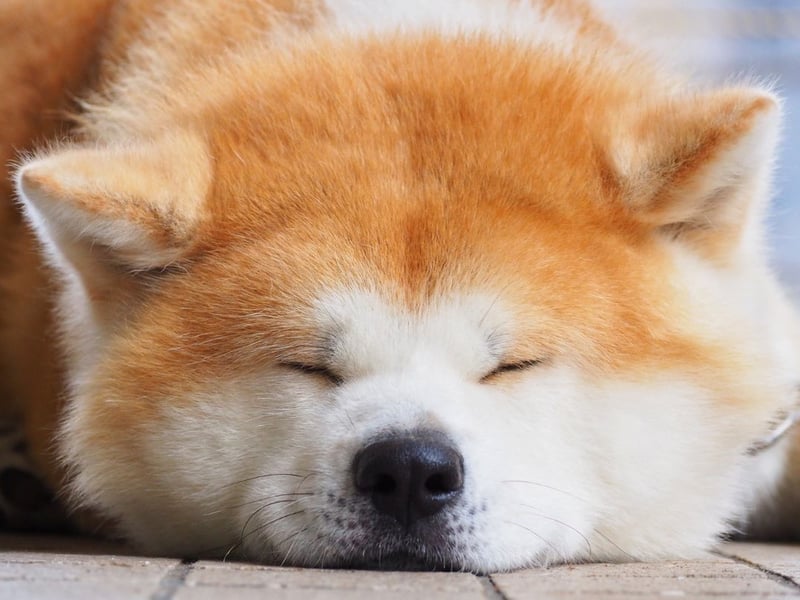 Expect to shell out a total of £18,723 over the lifetime of an Akita - including £1,187 on buying the puppy.