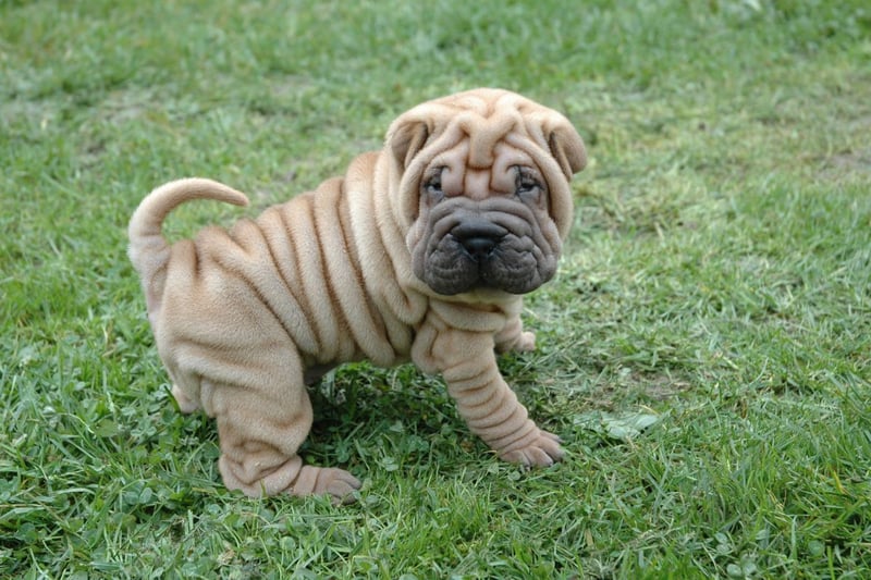 Owning a delightfully wrinkly Shar Pei will cost an average of £18,957 over its life - including £471 a year in food.