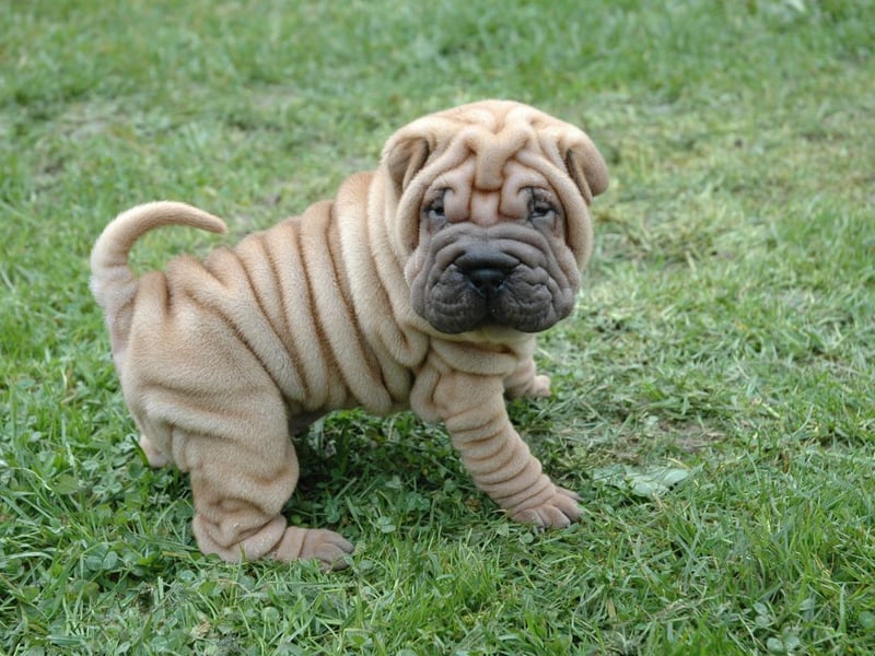 Owning a delightfully wrinkly Shar Pei will cost an average of £18,957 over its life - including £471 a year in food.