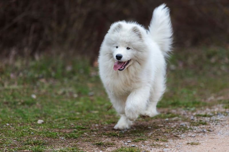 Averaging £3,000 for a puppy, the Samoyed is one of the most expensive dogs to buy. After feeding, insuring, grooming and other costs, they'll set you back a total of £19,387.