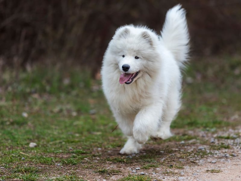 Averaging £3,000 for a puppy, the Samoyed is one of the most expensive dogs to buy. After feeding, insuring, grooming and other costs, they'll set you back a total of £19,387.