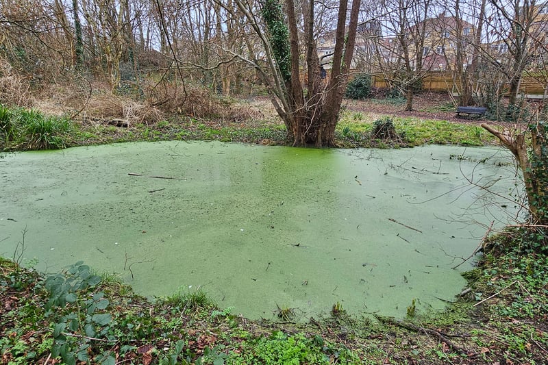 The pond dates back to at least 1840 and was a watering place for cattle. An annual exercise is required to remove Floating Pennywort, which is a non-native invasive species which blocks light out from the pond. This is necessary to allow frogs to spawn and mallard ducks to feed.
