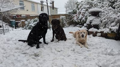 "Happy pooches in S8" (Photo: Lindsey Thompson)