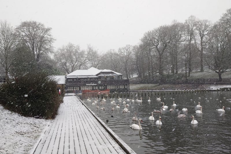 The swans were not deterred from their afternoon swim.