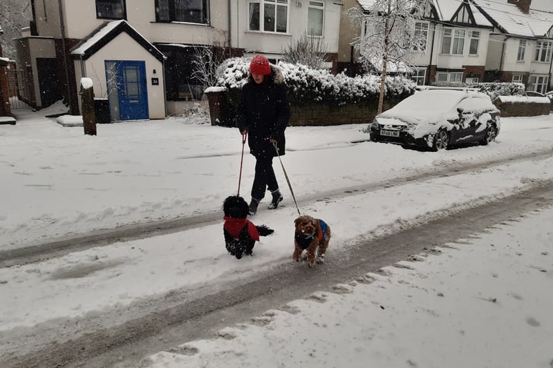 Dogs in Brooklands Crescent, Fulwood, Sheffield.