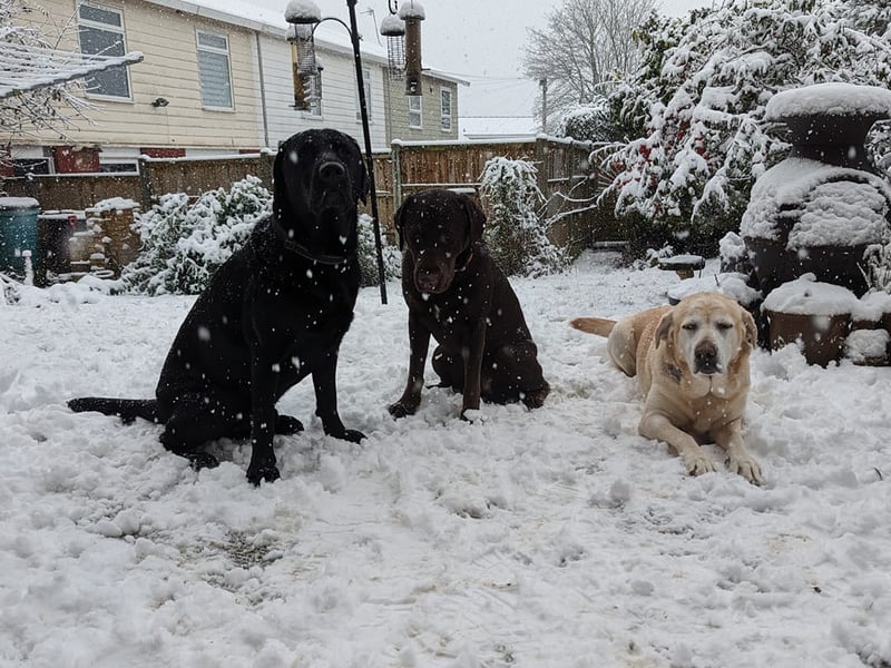 "Happy pooches in S8" (Photo: Lindsey Thompson)