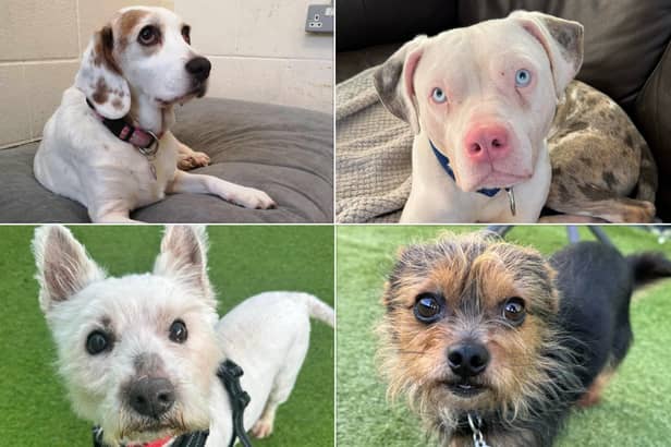 With Valentine's Day on its way, could you share some of your love with one of these beautiful dogs that need adopting?