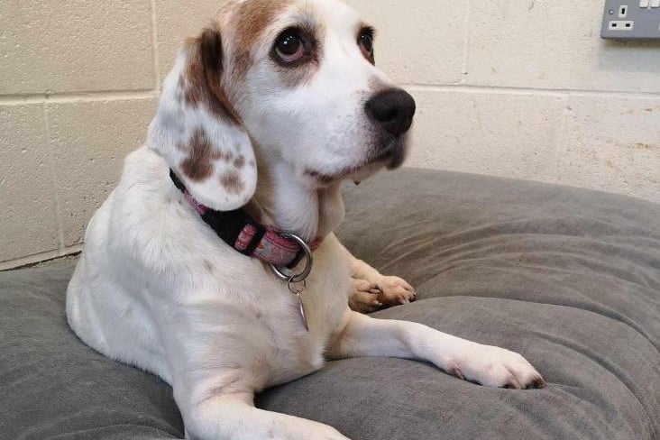 Jess may be a senior lady (aged 12), but you wouldn’t know when you see her galloping around the field. She has been friendly to everyone she’s met and loves to be with you, but typical of the Beagle breed she can be independent at times. She loves going on adventures, meeting new people and saying hello to everyone she passes. She always has a happy smile and a wagging tail. She loves to play with anything soft and squeaky but she is also obsessed with food and will do anything for a treat. She could live with dog-experienced children and a calm, friendly older dog.