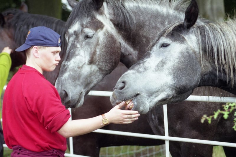 Vaux stable boy John Doran joined the brewery's horses who were on their holiday when this photo was taken in July 1998.
