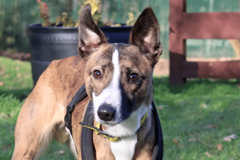 Gomez is a Whippet who can live with children aged 10 and over but he'll need to be the only pet. Dogs Trust  have limited history for him and though it's likely that he's house trained, it is not guaranteed.