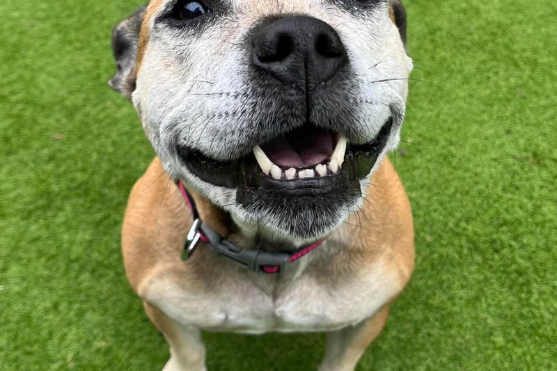 Tasha is a lovely 9-year-old Staffy. She is looking for a home who know and love her amazing breed. She is super friendly with everyone she meets, loves her walks, and LOVES to play with her toys. Tasha found kennels very stressful, so is currently in a foster home where she’s settled really well and is a much happier girly. She is housetrained and happily sleeps downstairs overnight. She would prefer a home where she isn’t left for long initially until she is settled in, but once settled she can be left for a few hours. She walks well on the lead, and can be reactive with some dogs out and about. She will need to be the only pet in the home. She can live with children aged 10+. She has so much love to give.
