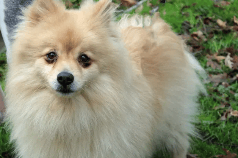 Elvis is a Pomeranian, in search of a nice quiet home to share with his old and much loved friend, Jasper. He is house trained but is not used to being left for very long, so will need somebody at home to build up leaving him for one to two hours gradually. The boys cannot live with any cats, but could share their home with another calm and steady dog and children over the age of ten.