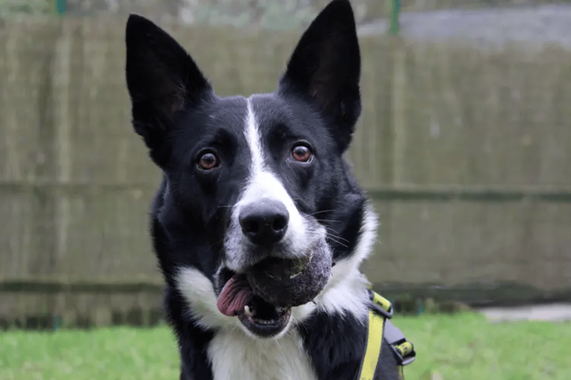 Ralph is a Border Collie who can live with high school age children but will need to be the only pet. Dogs Trust have limited history for him so cannot guarantee that he is house trained, but it's likely at four years old.