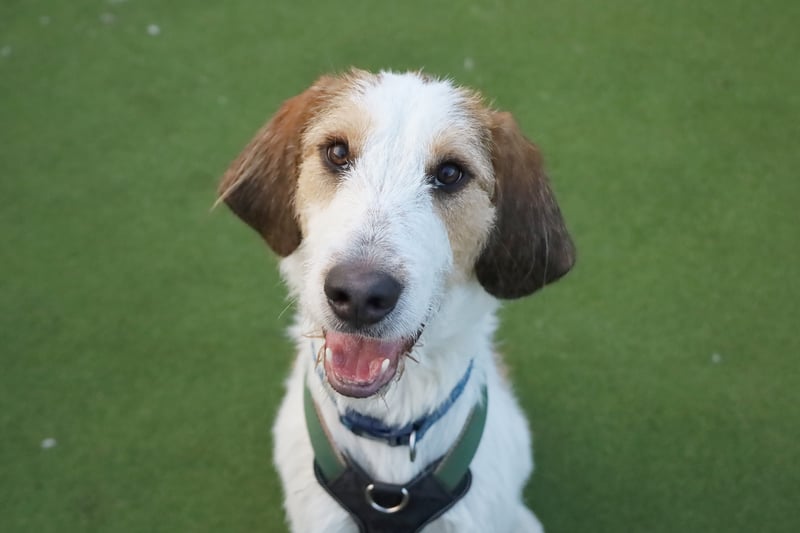 One-year-old Hound Crossbreed Mylo would be fine to live with another dog of a similar size, if they are happy with the rough and
tumble play that he enjoys. He would be fine with older children, but not young ones. He must have a secure garden to play in and will need someone around all the time initially.