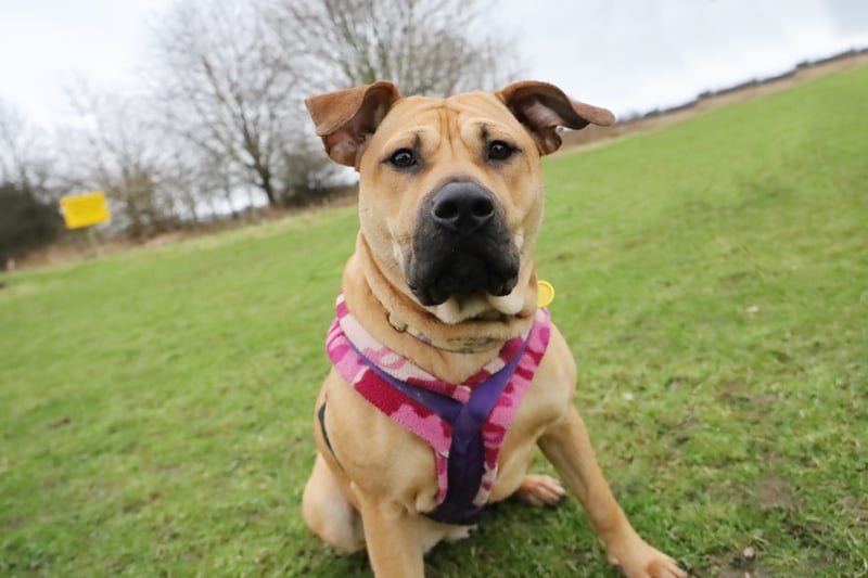 Nine-month-old Bulldog Cross Lexi has had an unsettled life so far, having spent quite a lot of time in kennels, but she is settling into her training well. She will need a calm and predictable home for her training to succeed. A secure garden is vital for burning off energy.