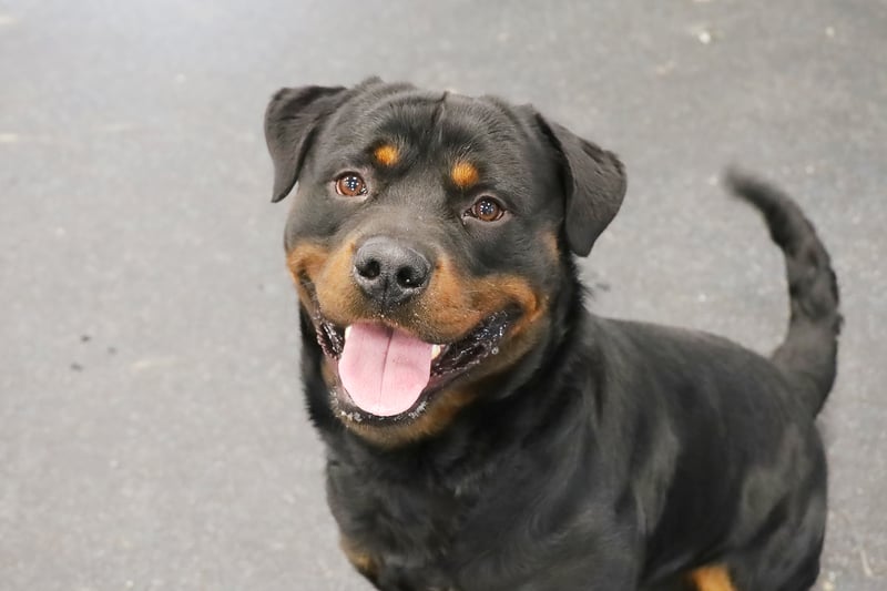 Piston is a big but friendly 18-month-old Rottweiler. He is happy making new friends and should be fine with secondary school aged
children. Piston loves his walks and can be giddy and strong at times, but in capable hands he’s great to walk. He is playful with
dogs out and about but in the home, he would like to be the only pet as he doesn’t like sharing the limelight.