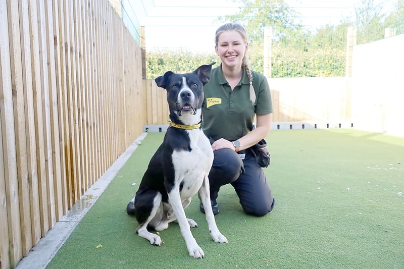 Otis is a very handsome five-year-old Boxer Crossbreed with a real zest for life. He has no problems making new friends as he just loves everyone. His bouncy nature would not suit young children but secondary school aged kids who are confident around giddy dogs
should be fine.