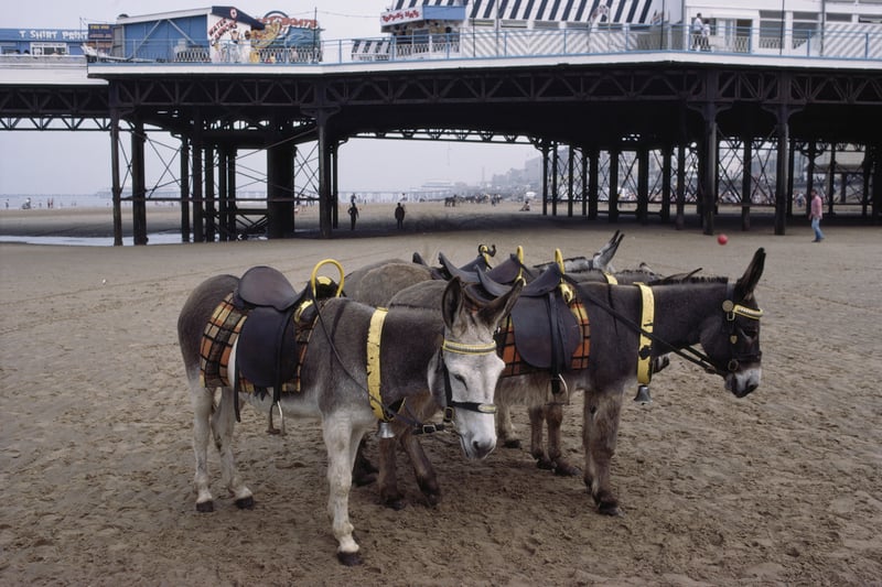 Donkeys on the beach by the pier await tourists and holidaymakers, August 1983. (Photo by RDImages/Epics/Getty Images)