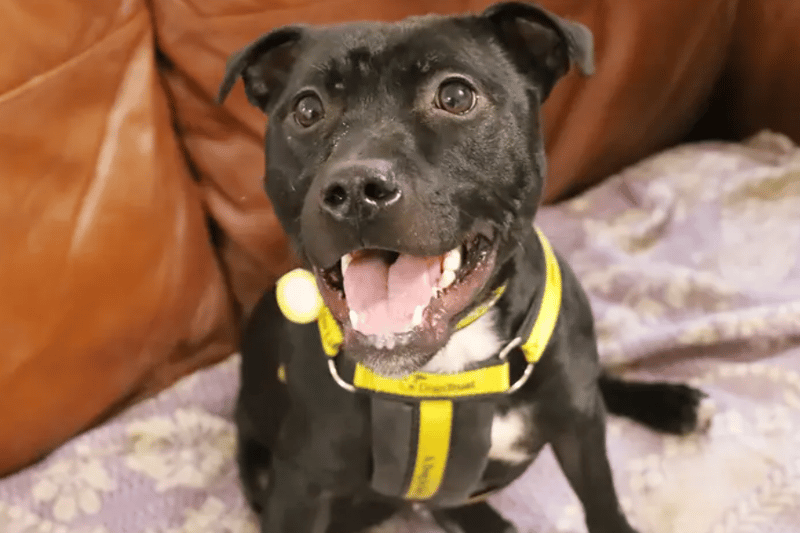 Ebony is a classic little Staffy! She's one year old and was found as a stray, so unfortunately we don't know anything about her history. What we have seen however, is a busy, energetic girl who loves her training!