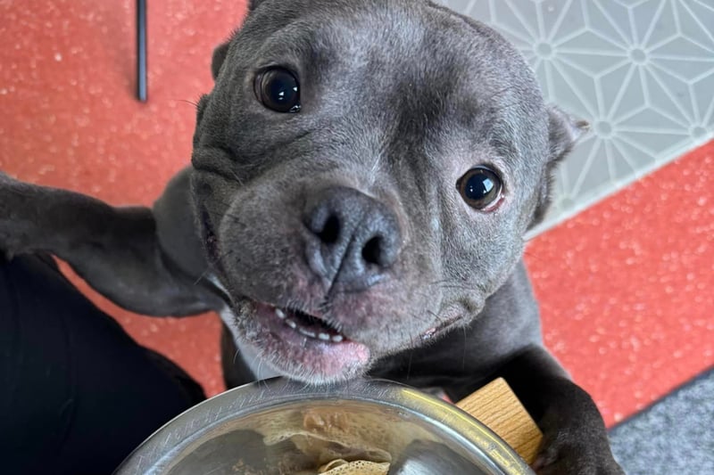 Bertha couldn't wait for her pancake! Photo: Helping Yorkshire Poundies