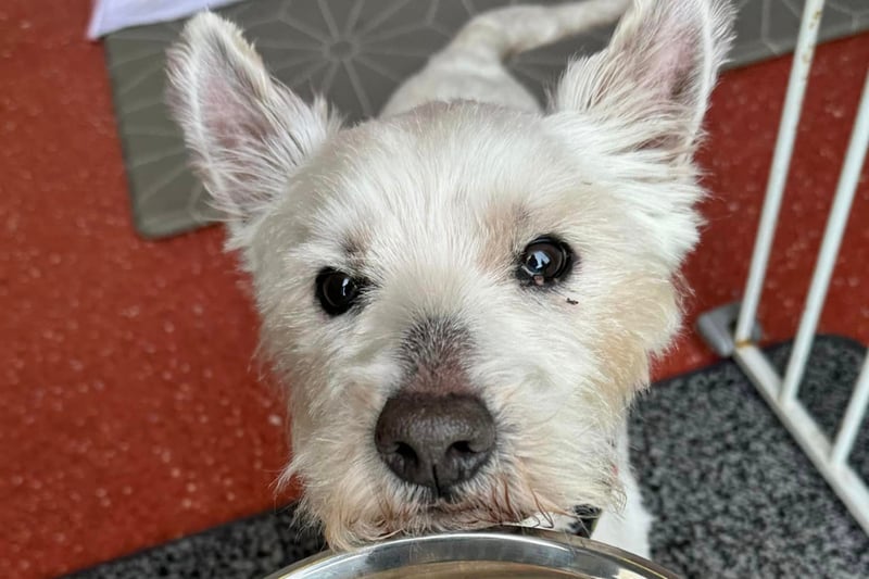 Stan the Yorkie loved his peanut butter pancake. Photo: Helping Yorkshire Poundies