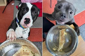 Pancake Day went down a treat with the dogs at Helping Yorkshire Poundies.