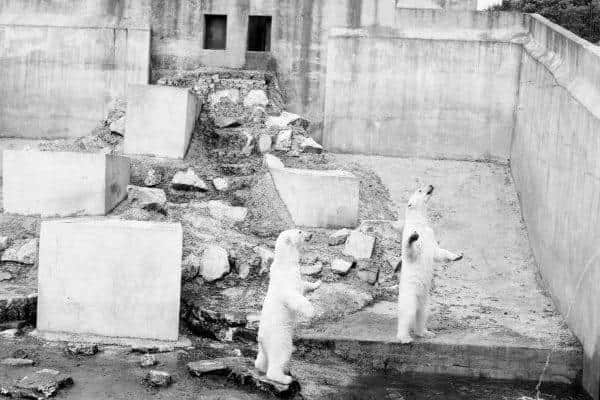 Polar Bears stand to attention in their concrete enclosure at Calderpark Zoo