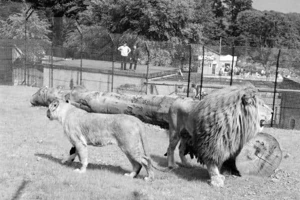 An old black and white picture of the Lions at Calderpark Zoo