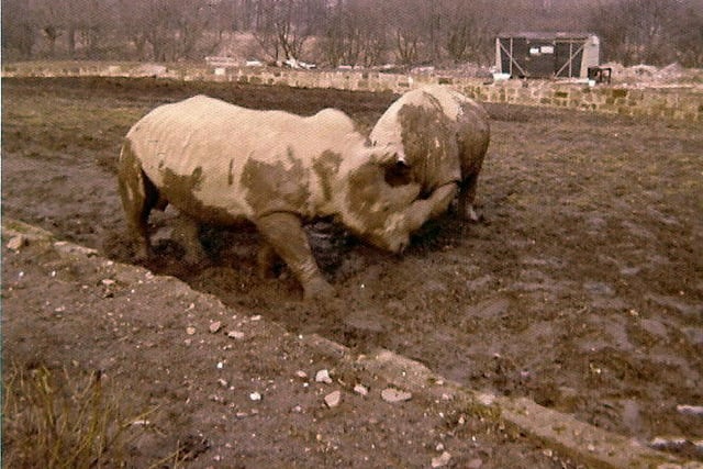 The White Rhinoceri at Calderpark Zoo - animal advocates claimed that a White Rhino was showing "signs of possible stereotypic behaviour (circling), which is normally associated with difficulties in coping with captive life, or frustrated territorial patrolling."