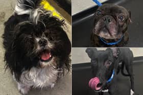 Sheffield Council Kennels currently has five previously stray dogs available for adoption. 