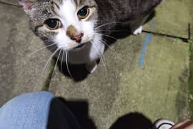 Vets are searching for the owner of a cat found in York but registered missing in Sheffield. Sadly, the phone number for his microchip is out of date.