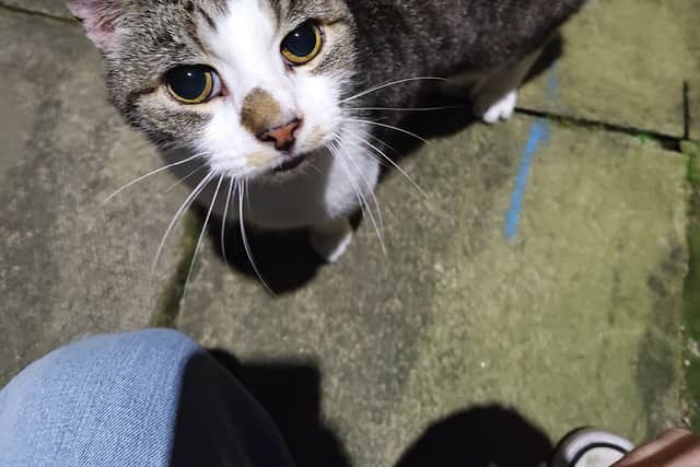 Vets are searching for the owner of a cat, named Finley, found in York but who is registered missing in Sheffield. Sadly, the phone number for his microchip is out of date.