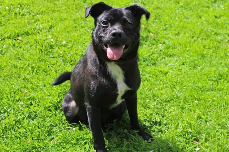 Charlie is looking for a quiet adult home with no other pets. He is house trained but not used to being left on his own so he will need someone in the house as leaving hours are built up. 