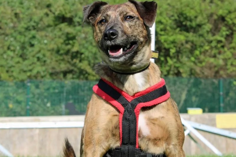 Barney is a lively 8 year old boy who is looking for a quiet adult home with no other pets, preferably with limited visitors. He needs a special family who can work with him and will need multiple visits at the centre before he is brought home. 