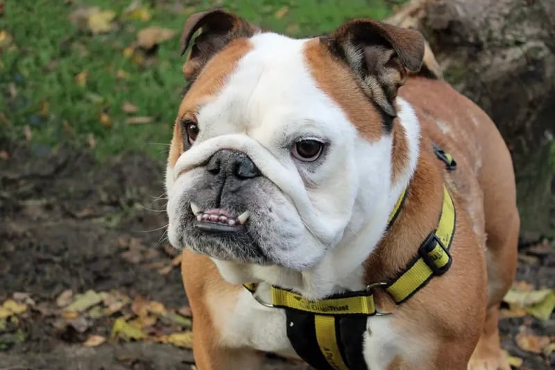 Tank is a bulldog who loves the easy life and can be cuddled all day. He can live with children over eight years old but must be the only dog in the house. He is house trained and can be left alone for a few hours without worry. He has had skin problems in the past which have since cleared but may flare up again in the future. 