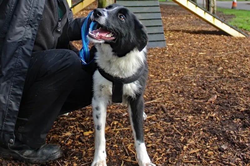 Cam is a sweet dog but is often scared of new environments. He was found as a stray and has no history so will need basic house training. He can live with secondary school age children but will need to be the only dog in the home. 