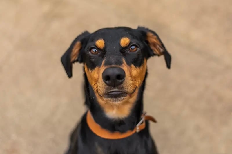 Bobby will flourish in an energetic adult only home who have the experience to give him the training and guidance he needs to become a well rounded dog. He is friendly with other dogs but needs to be kept on a lead. He also needs owners who won't be in all day so he can learn to have his own space. 