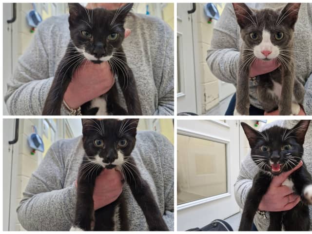 Four kittens were thrown out of a car and dumped near woodland in Sheffield (Photo:RSPCA)