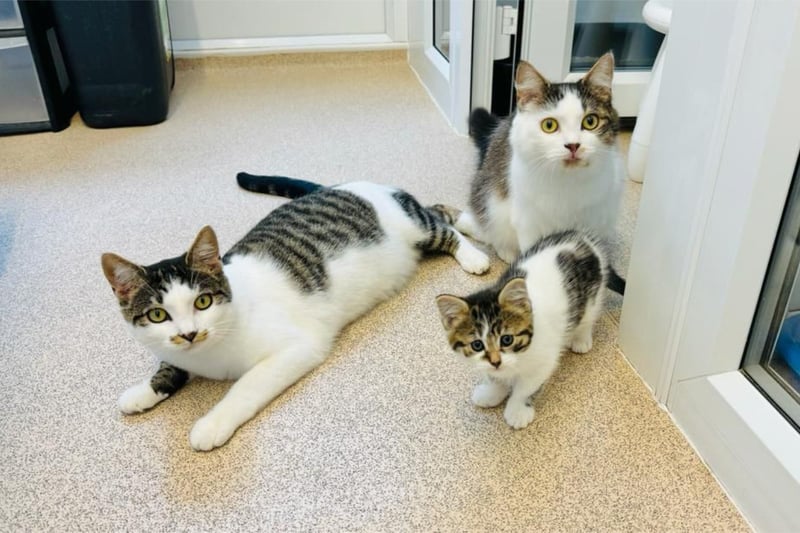 Edith, Patsy and Saffy are an affectionate trio who love human company. They would suit a family that can be around a lot of the time. Because they are bonded, they would like to find a home as a trio.
