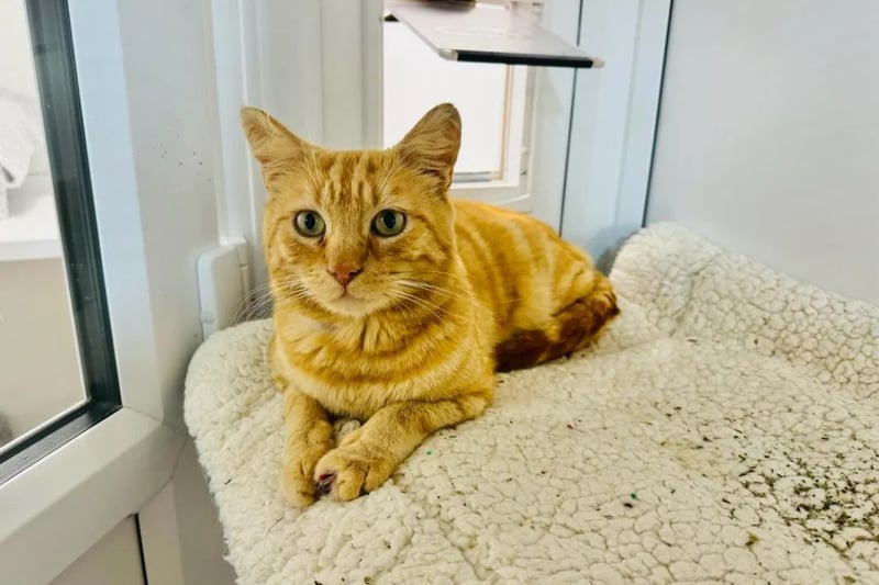Five-year-old Ginger is a handsome chap with a laid-back personality. He loves human company and would suit a home with a garden, where he can bird watch throughout the day.